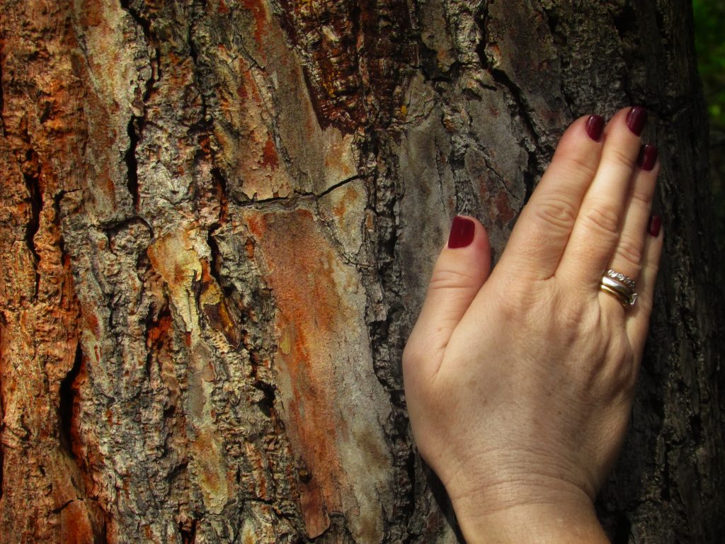 mano en árbol